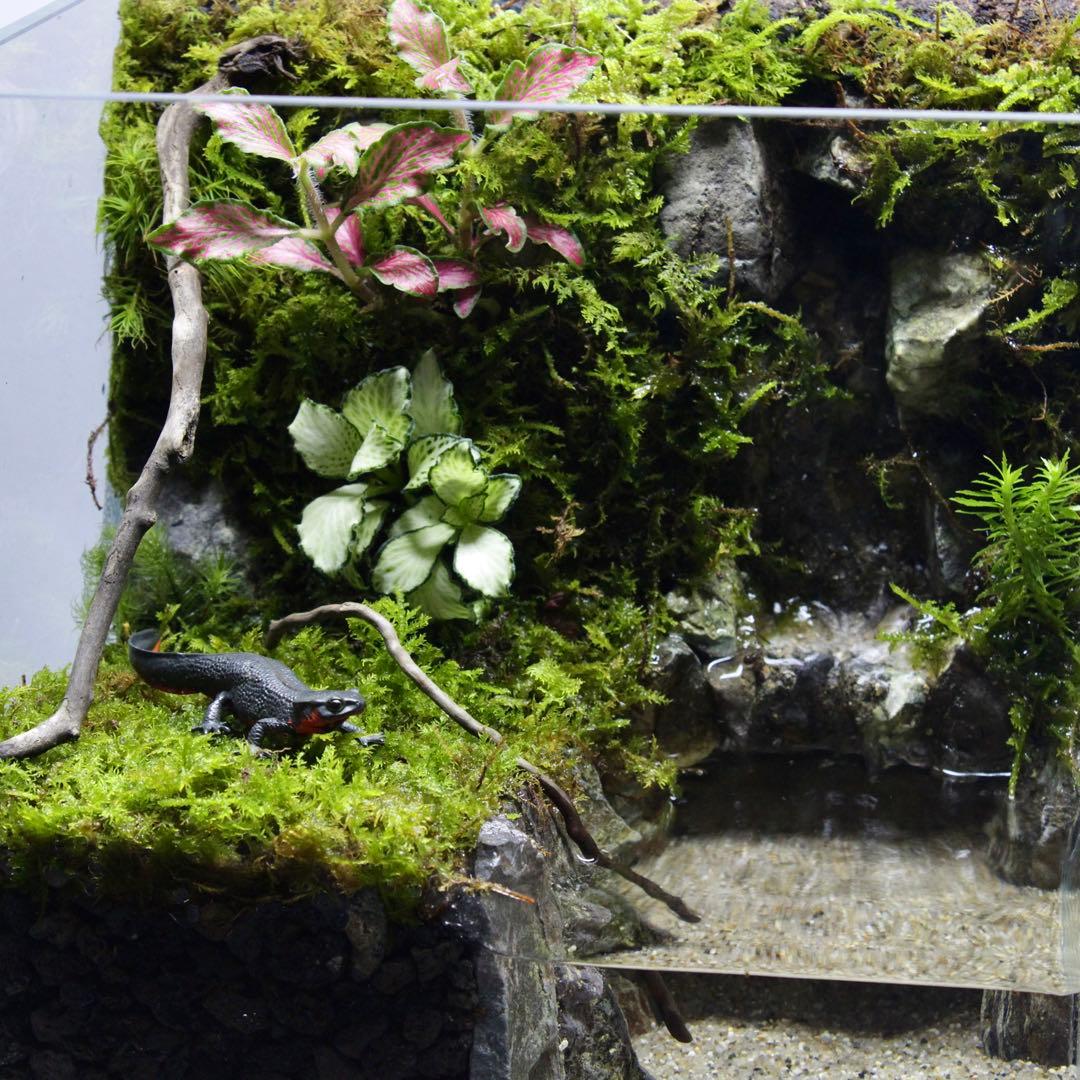 初めてのアクアテラリウム　No.3　パルダリウム　イモリウム　20cm水槽