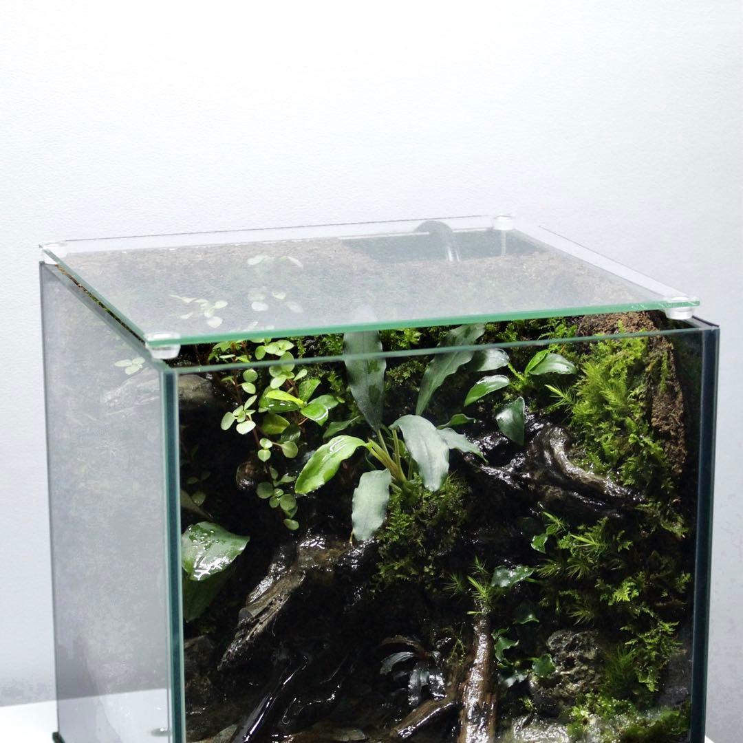 初めてのアクアテラリウム　No.3　パルダリウム　イモリウム　20cm水槽