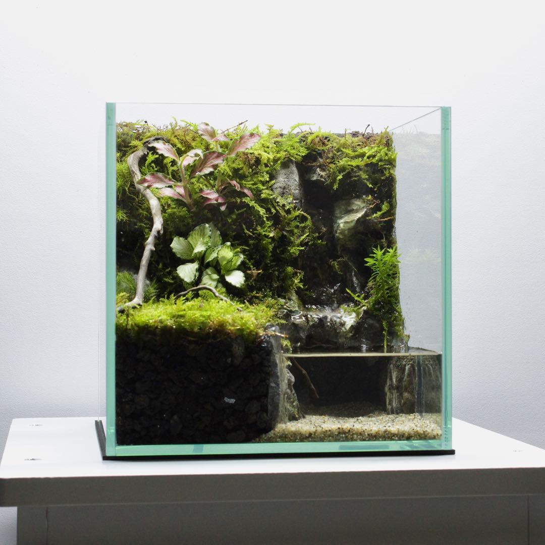 初めてのアクアテラリウム　No.3　パルダリウム　イモリウム　20cm水槽