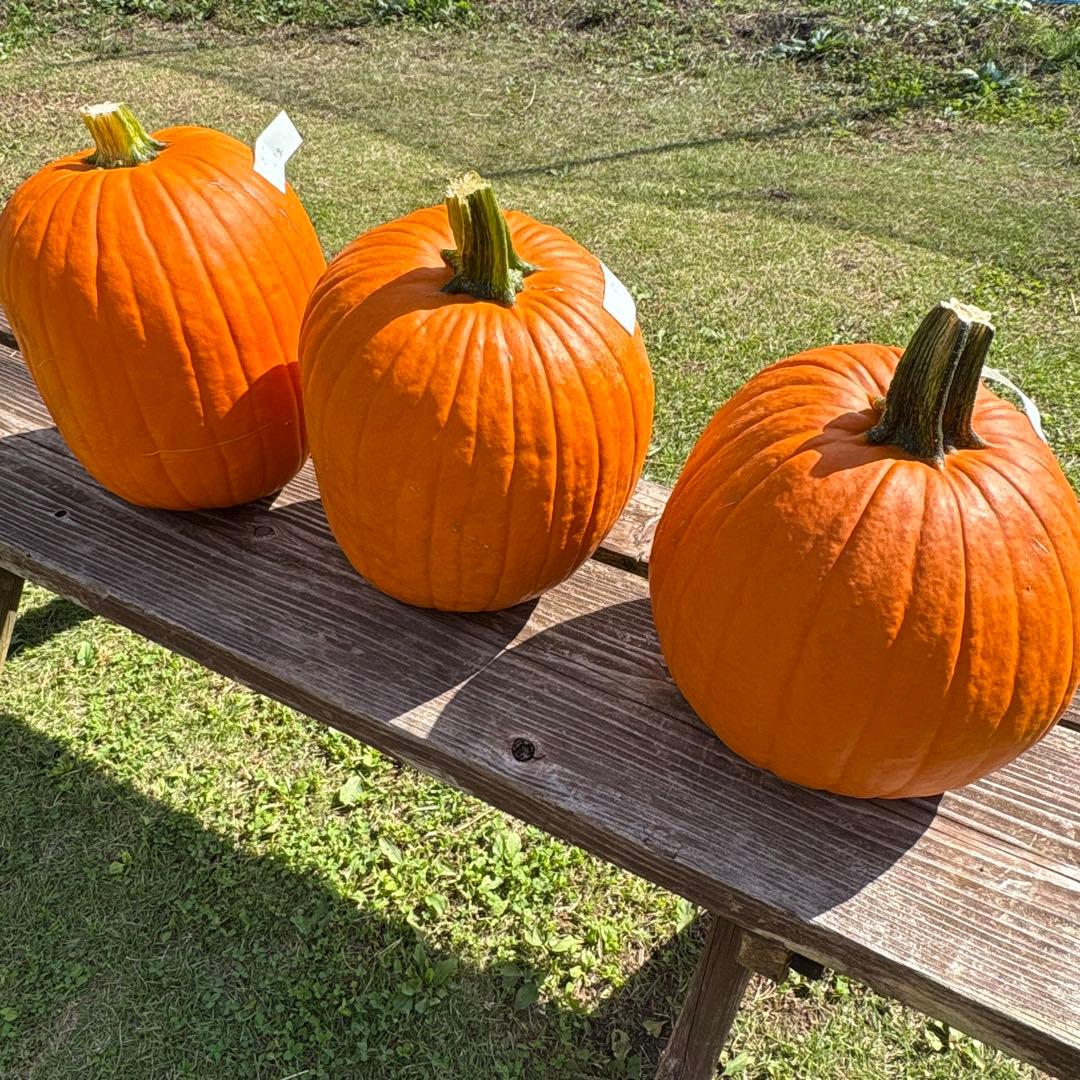 【みかんその2】ハロウィンかぼちゃ　本物
