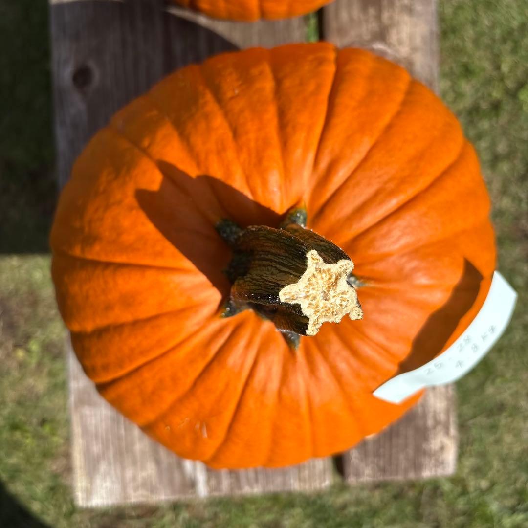 【みかんその2】ハロウィンかぼちゃ　本物