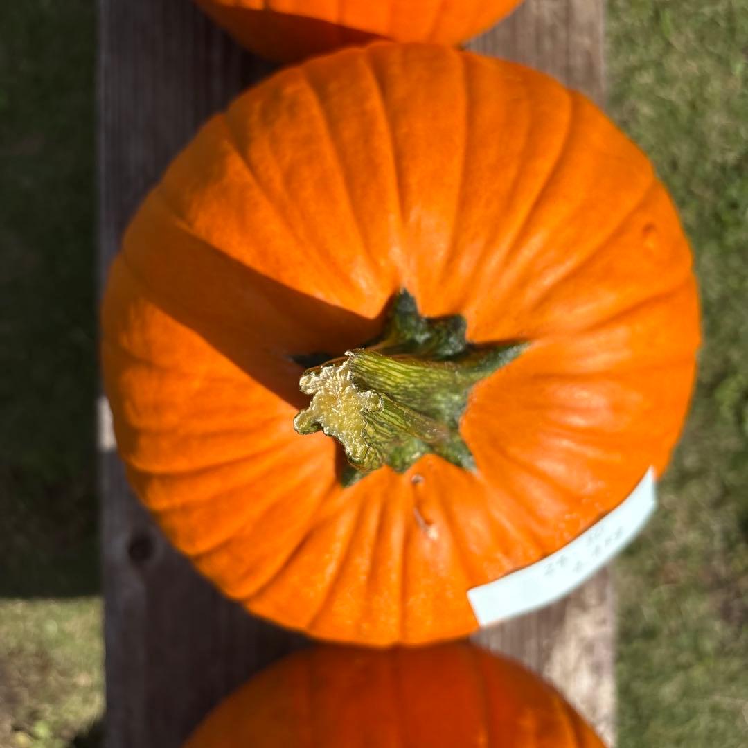 【みかんその2】ハロウィンかぼちゃ　本物