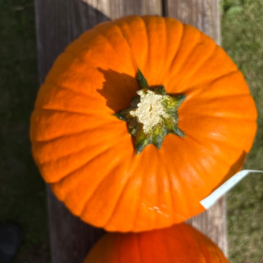 【みかんその2】ハロウィンかぼちゃ　本物