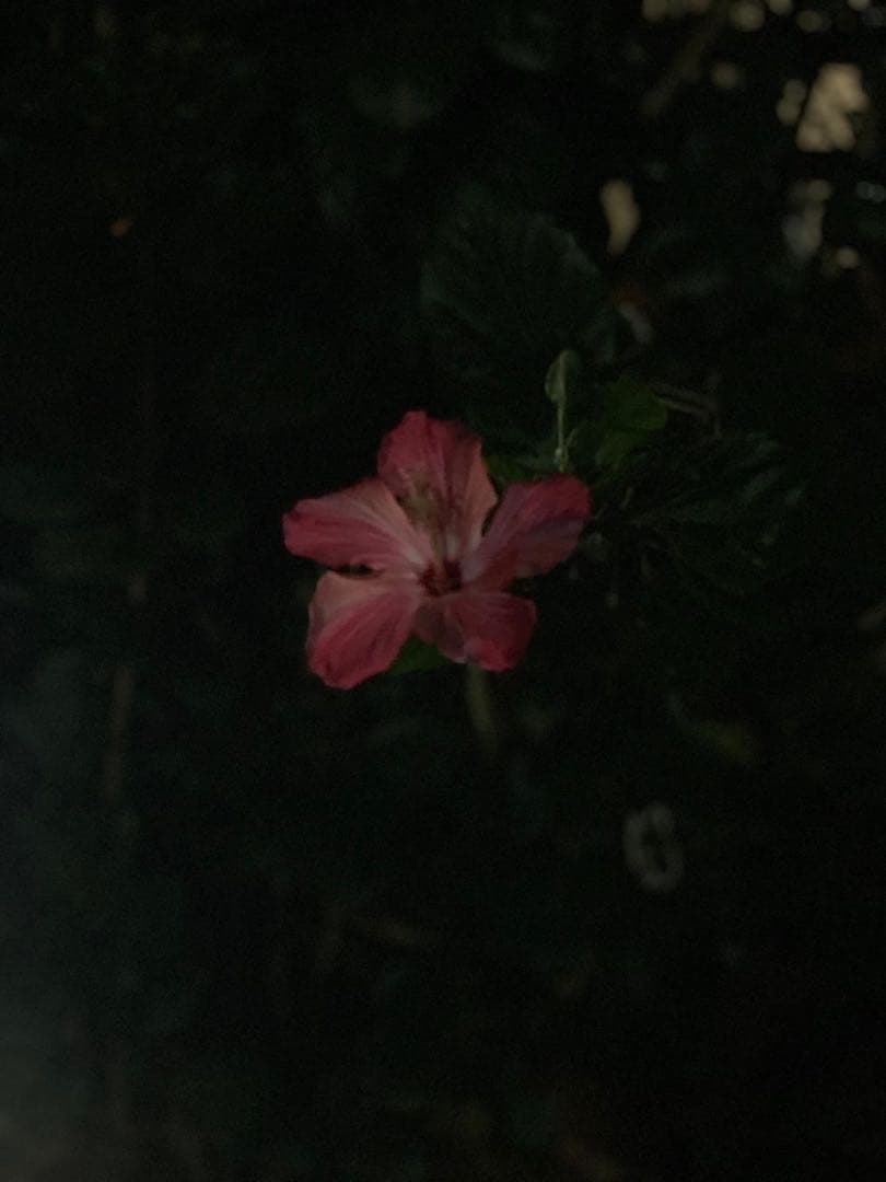 hbiiiページ キルティングショルダーバッグ