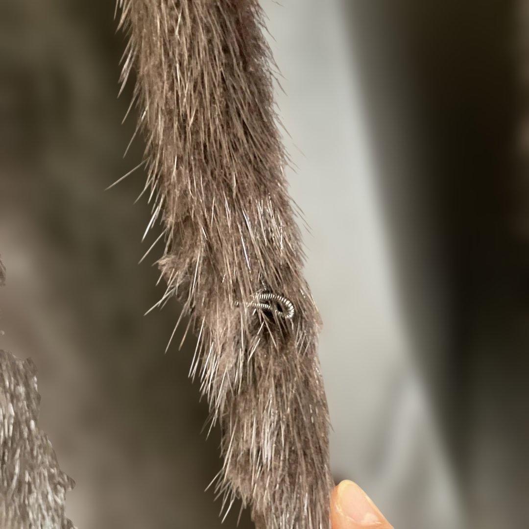 ミンク　ショートベスト