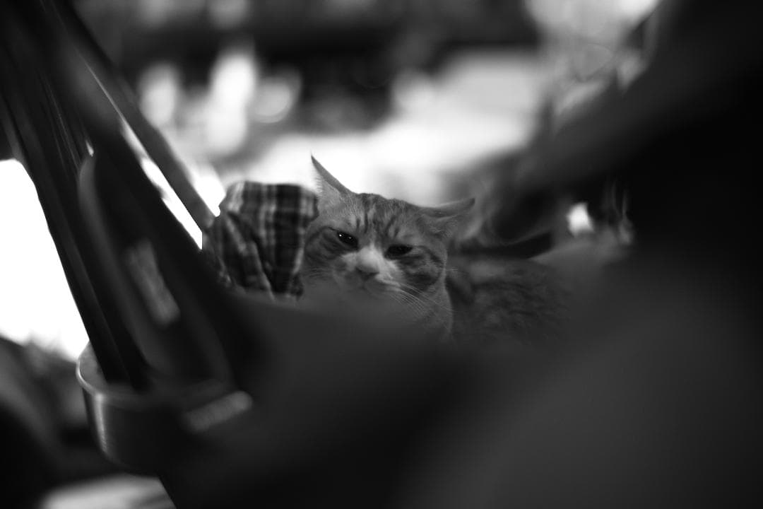 中一光学　M0.95/50mm SPEEDMASTER及びプロテクトフィルター