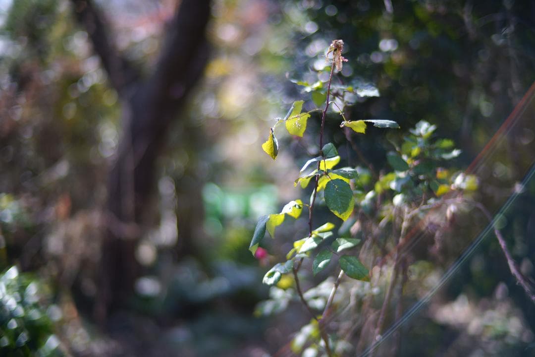 中一光学　M0.95/50mm SPEEDMASTER及びプロテクトフィルター