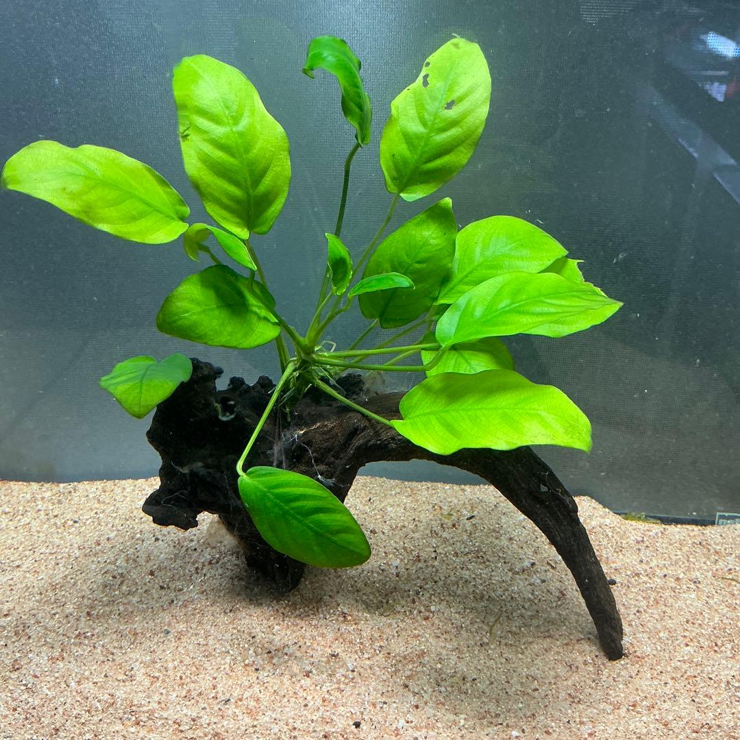 ☆atsupapa☆様 リクエスト 4点 まとめ商品　水草