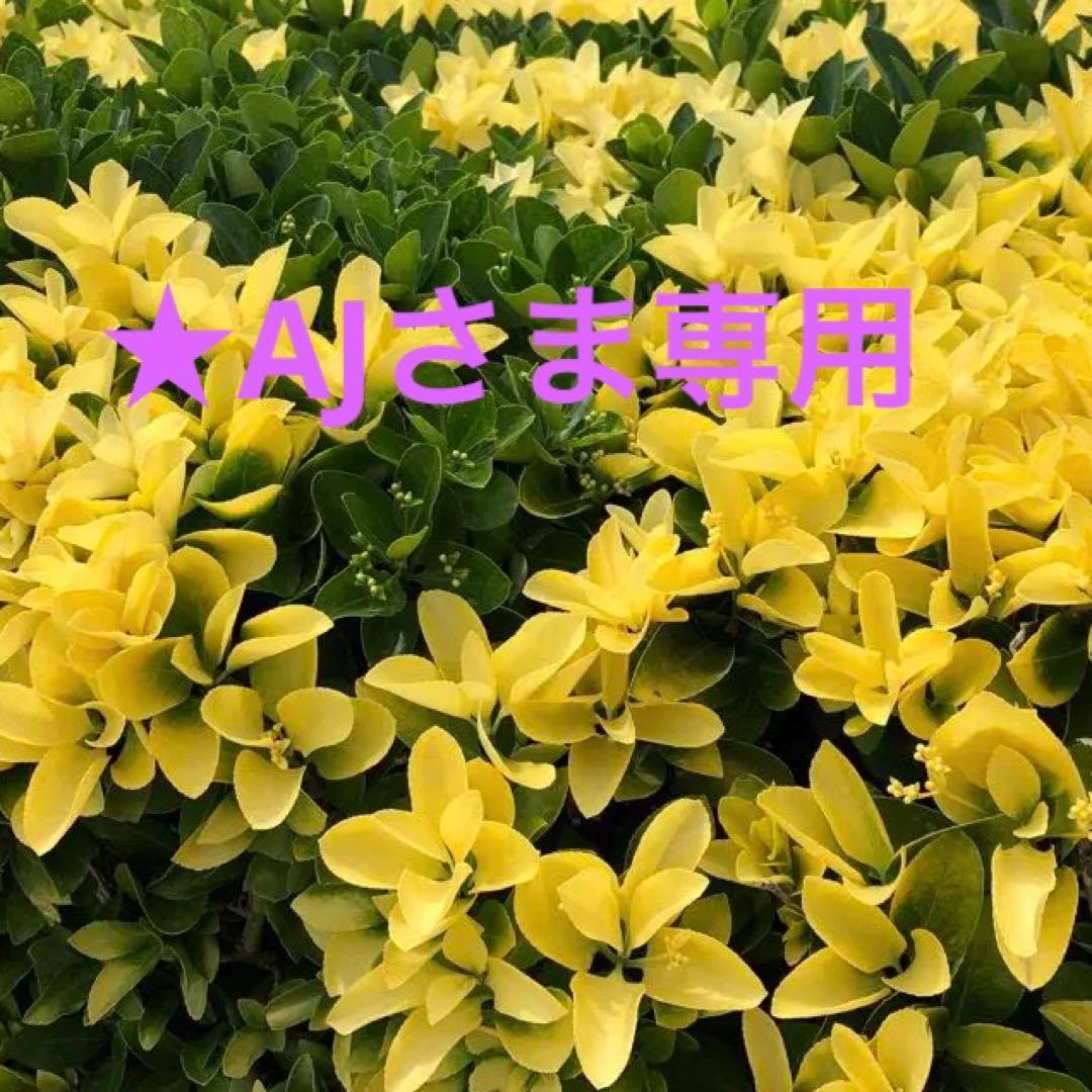 ★AJさま専用　[直接引き取り]