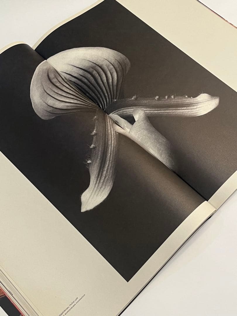 ACNE PAPER issue 6 ギーブルダン　purple dutch