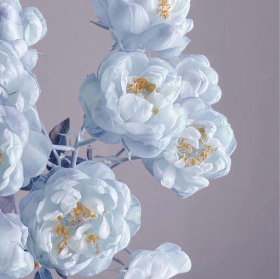 くまジャケットS