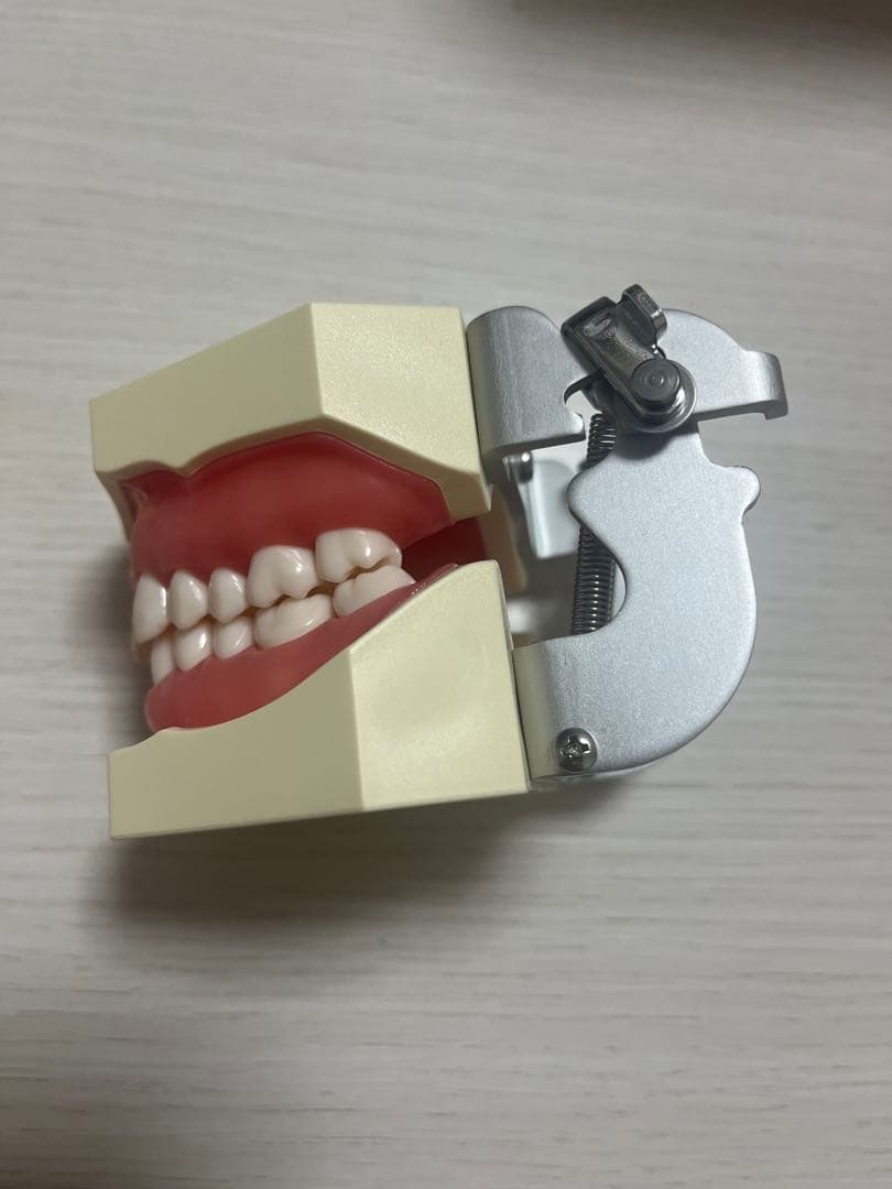 ニッシン　NISSIN 歯科模型　顎模型