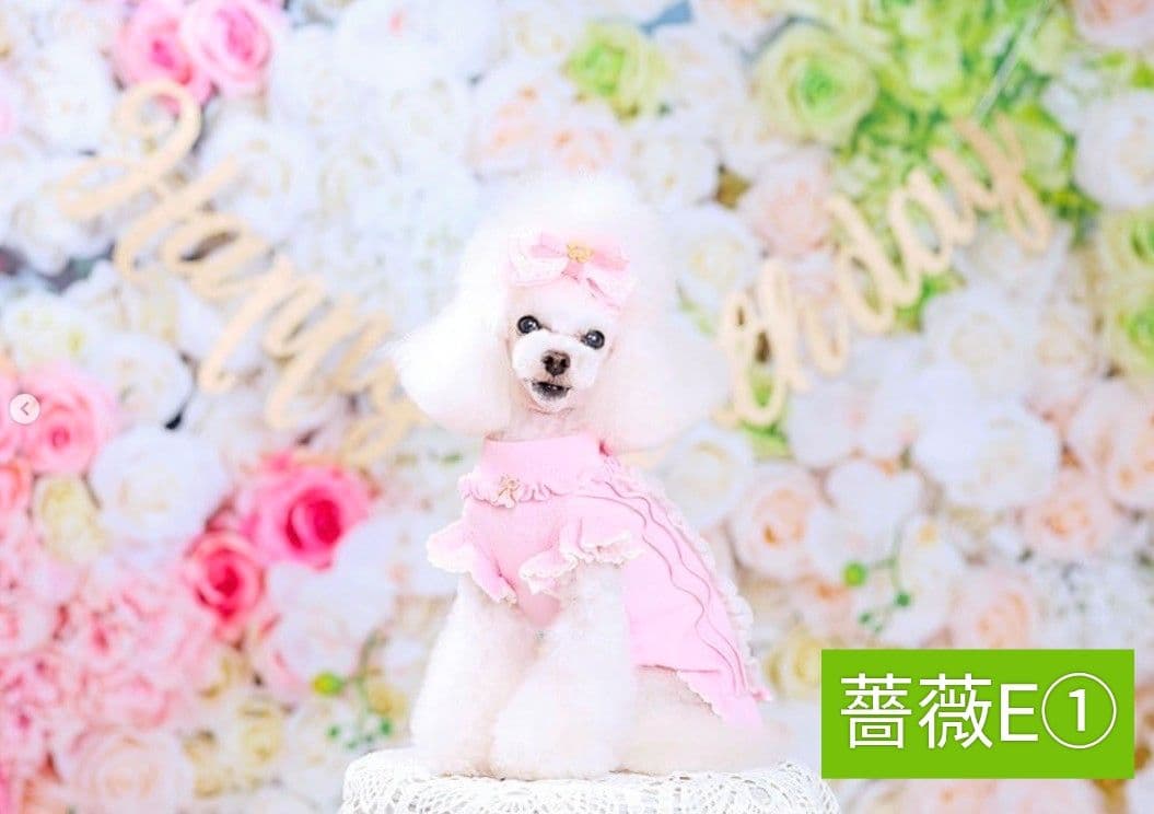 背景布×5+1　ペット撮影用フォトブース　トリミングチョーカー販売中　薔薇　梅雨