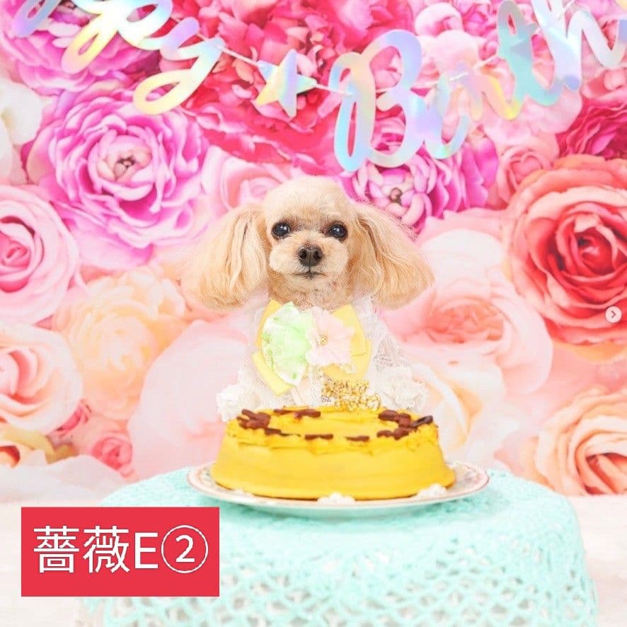 背景布×5+1　ペット撮影用フォトブース　トリミングチョーカー販売中　薔薇　梅雨