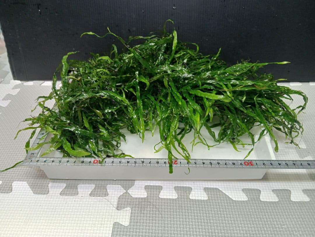 Peonさま専用　特大本ナロー流木活着　ランジャウエンティマウ流木2点セット