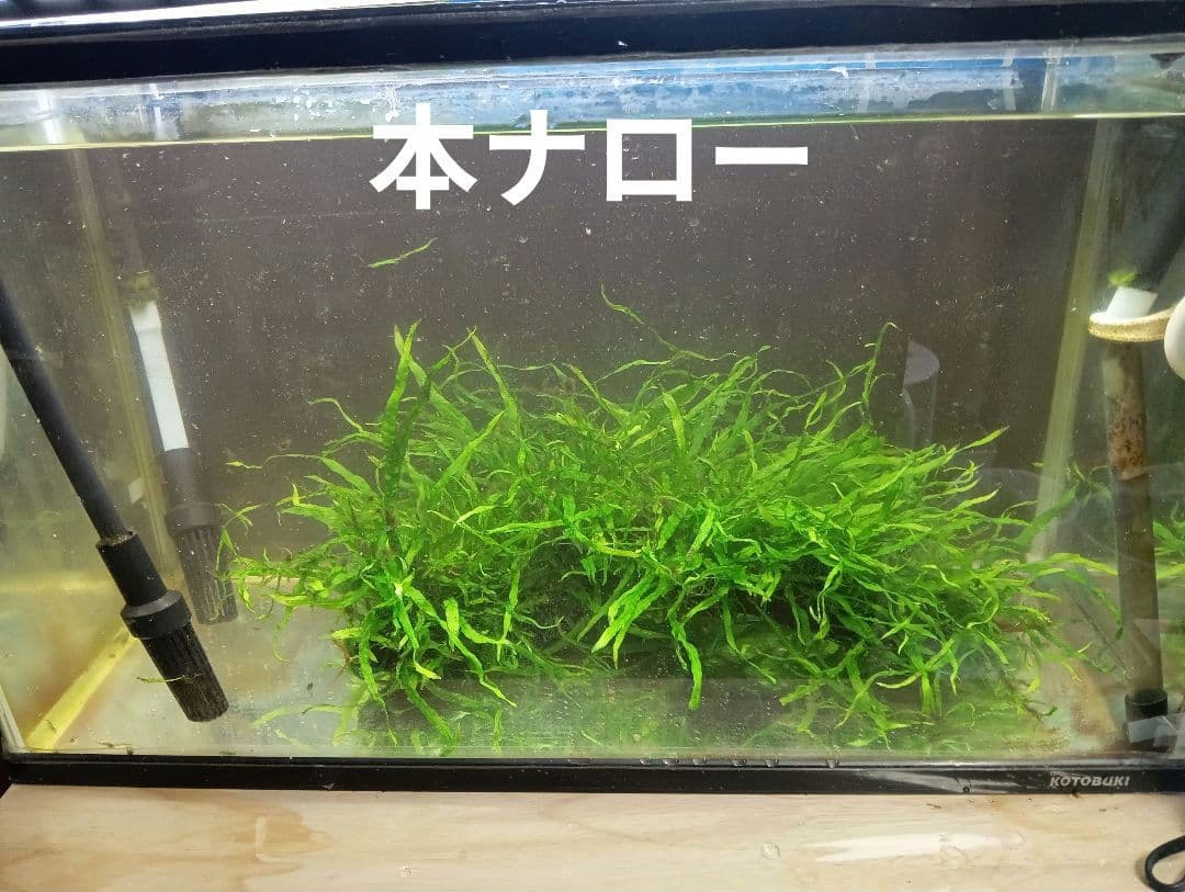 Peonさま専用　特大本ナロー流木活着　ランジャウエンティマウ流木2点セット