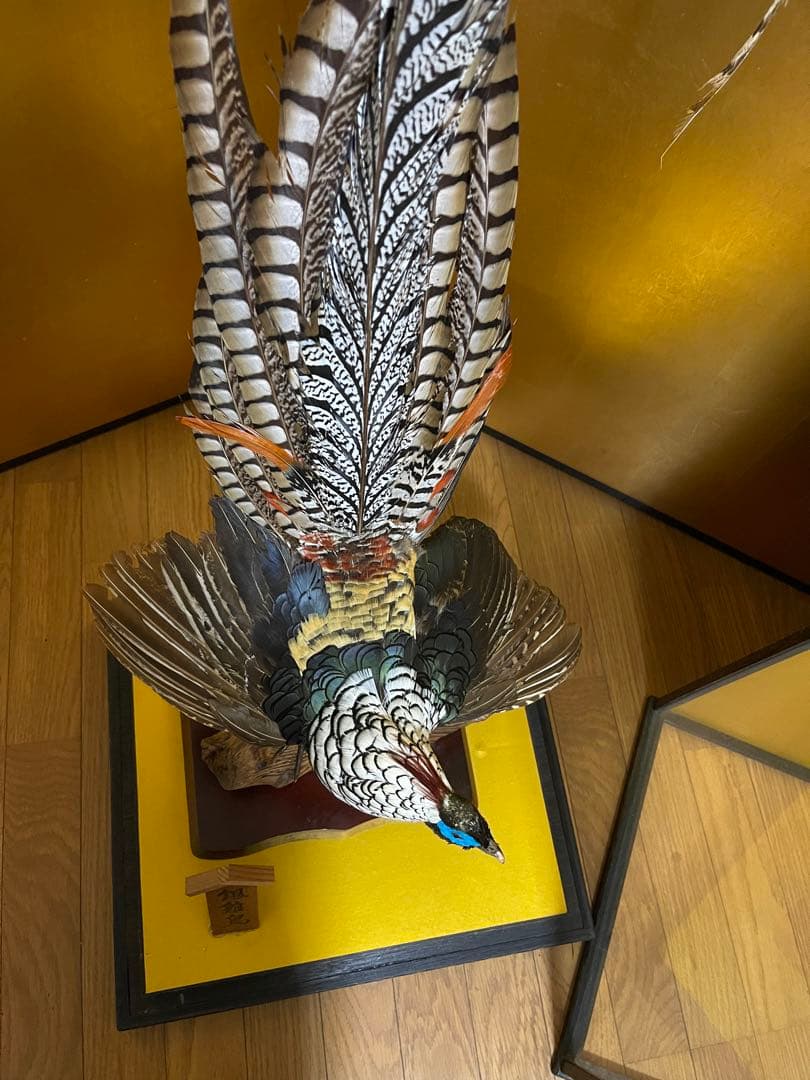 銀鶏鳥‼️美品‼️剥製‼️希少‼️高級品‼️ガラスケース付き‼️激安破壊出品‼️送料無料‼️