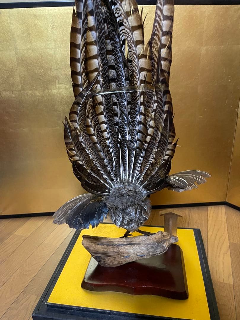 銀鶏鳥‼️美品‼️剥製‼️希少‼️高級品‼️ガラスケース付き‼️激安破壊出品‼️送料無料‼️
