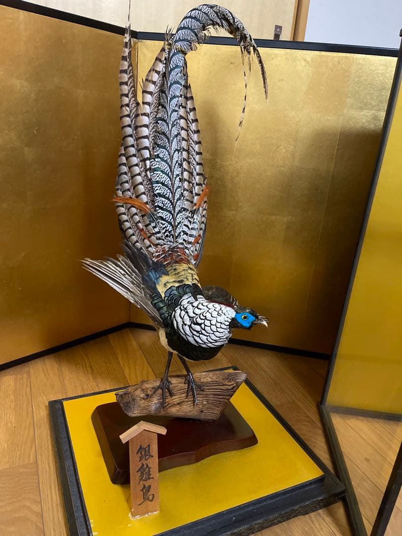 銀鶏鳥‼️美品‼️剥製‼️希少‼️高級品‼️ガラスケース付き‼️激安破壊出品‼️送料無料‼️