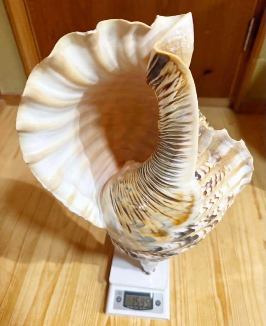 a*0様 希少特大肉厚45㎝修験道法螺貝　山伏　密教　魔除け　熊よけ❣️ほら貝ホ