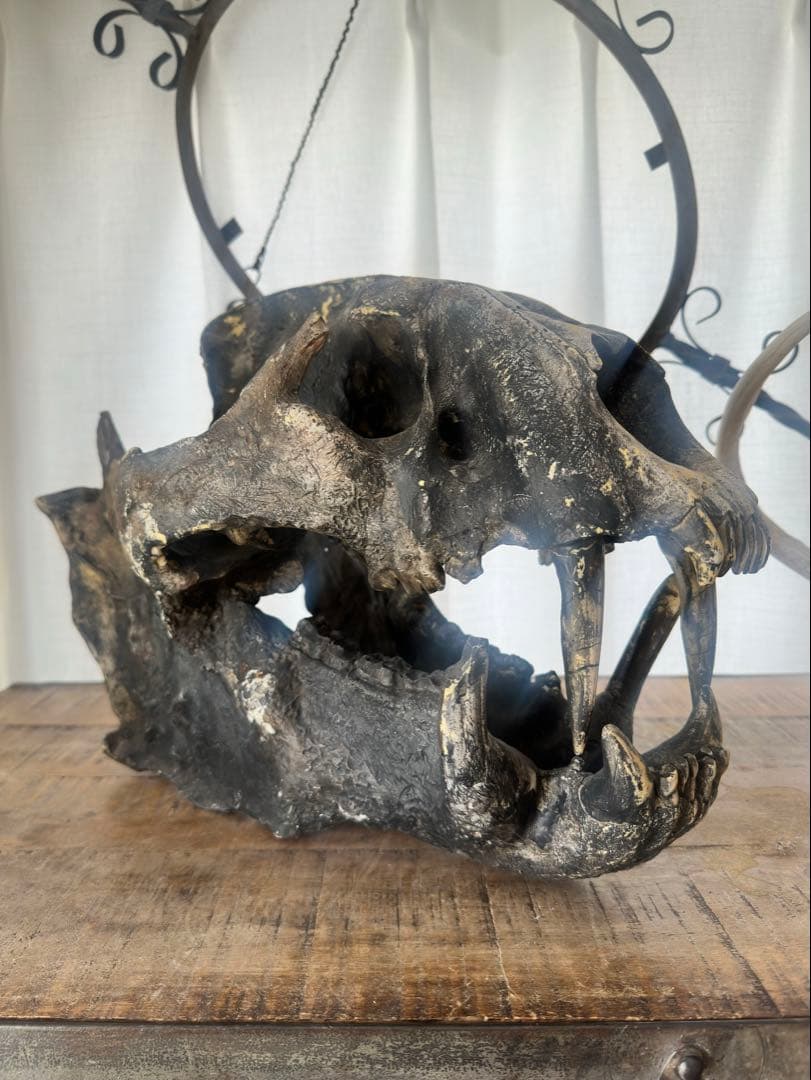 【Koutyann様】ジュラシックパーク 美術品 頭骨,恐竜~サーベルタイガー？