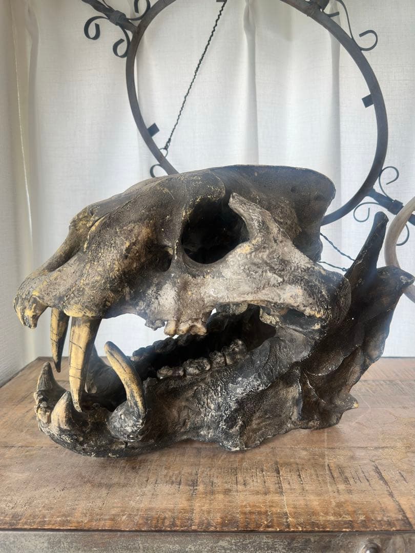 【Koutyann様】ジュラシックパーク 美術品 頭骨,恐竜~サーベルタイガー？