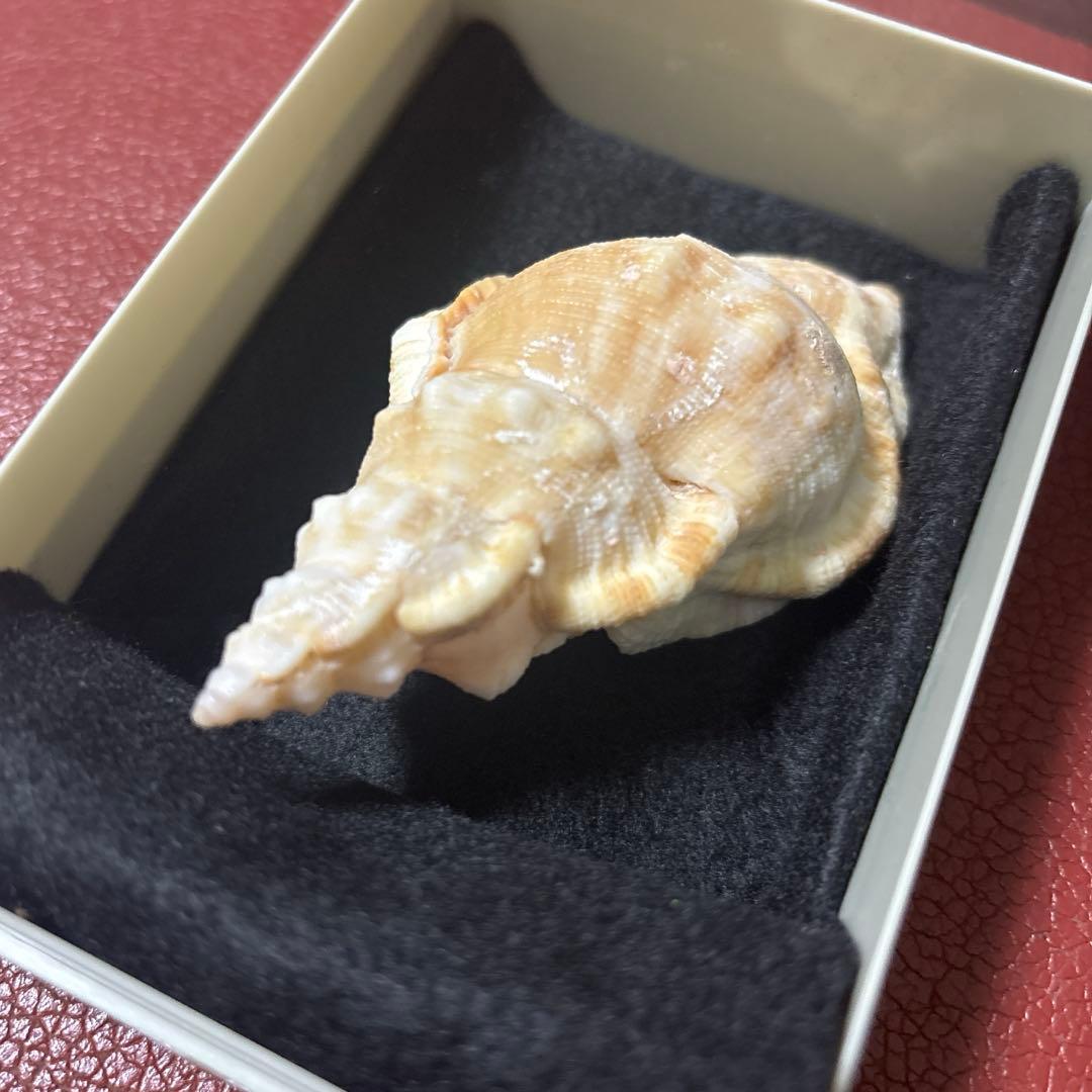 (超希少)アツクチナルトボラ　ソマリア共和国産　貝殻