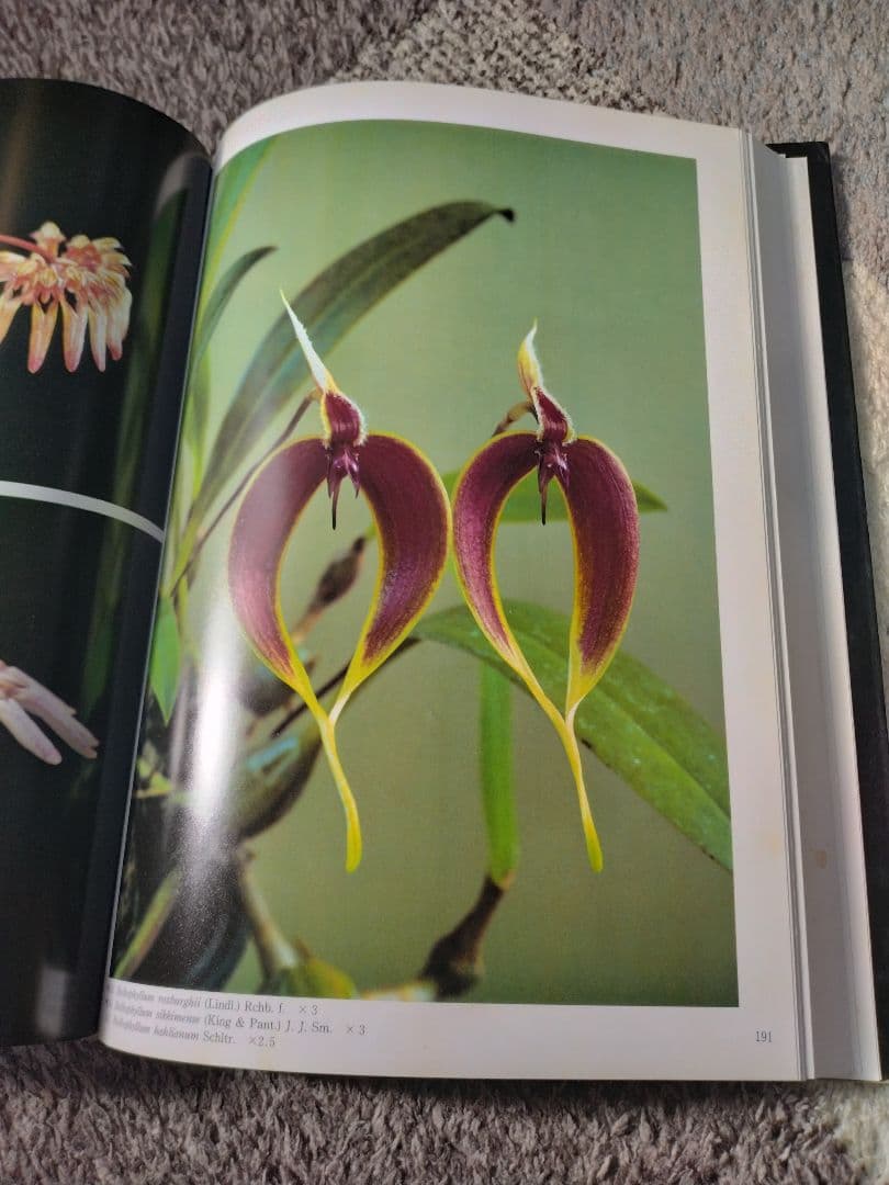 世界の野生蘭ORCHID　ATLAS VOL.4 デンドロビウム・バルボフィルム