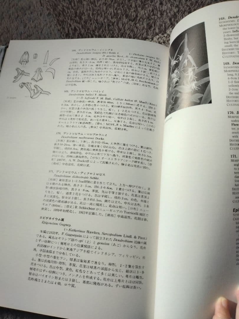 世界の野生蘭ORCHID　ATLAS VOL.4 デンドロビウム・バルボフィルム