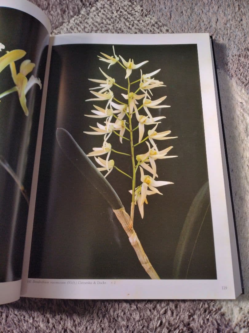 世界の野生蘭ORCHID　ATLAS VOL.4 デンドロビウム・バルボフィルム