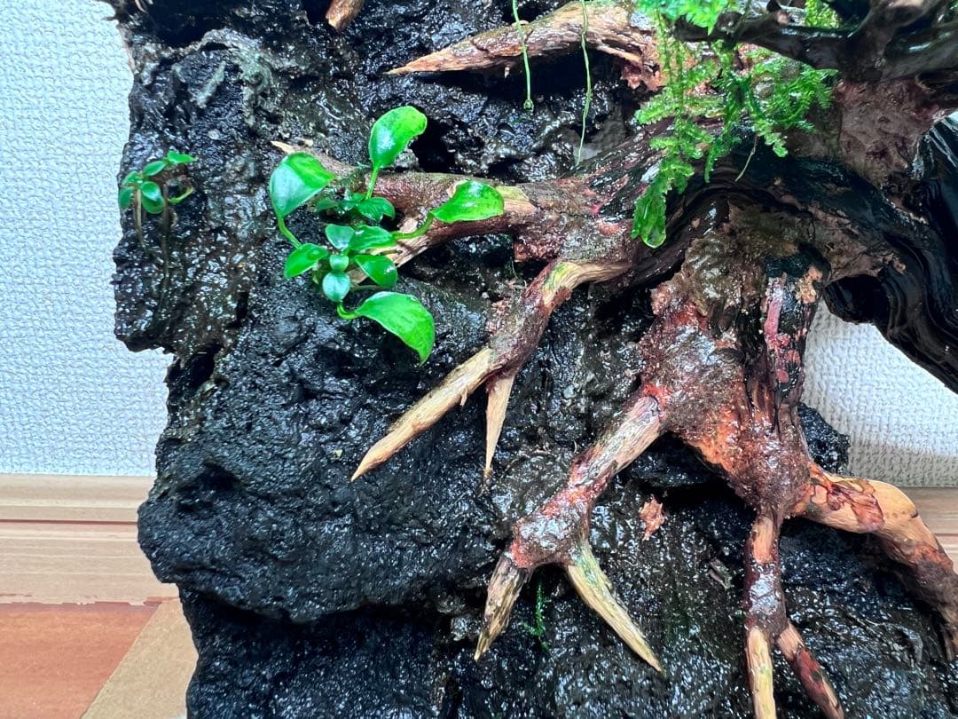 流木盆栽付き石　南米ウィローモス　アヌビアス　水槽アクアリウム mini盆栽流木