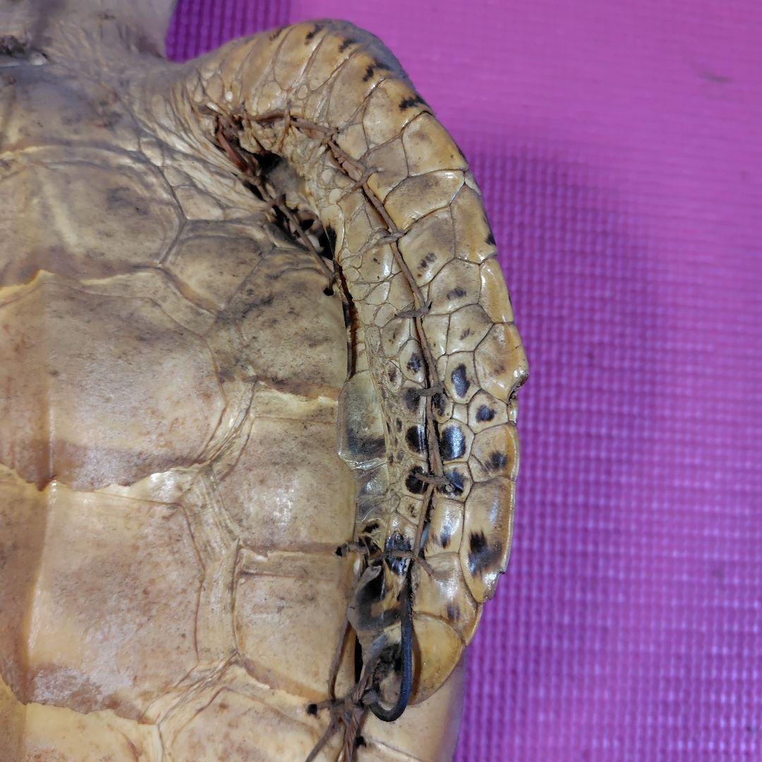 亀 　タイマイ 置物 インテリア オブジェ 縁起物 剥製