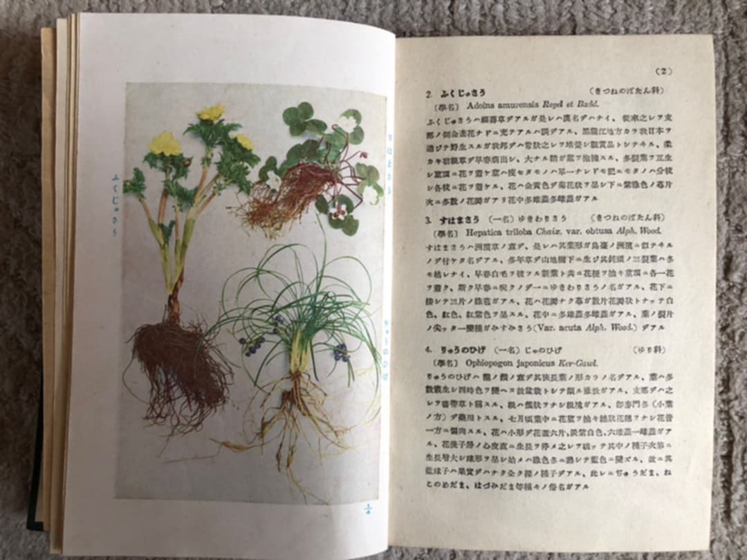 原色 野外植物圖譜-上巻 牧野 富太郎 著 昭和17年3版 検印有