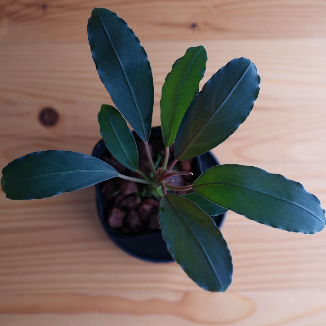 IZUさん　Bucephalandra sp. Motleyana