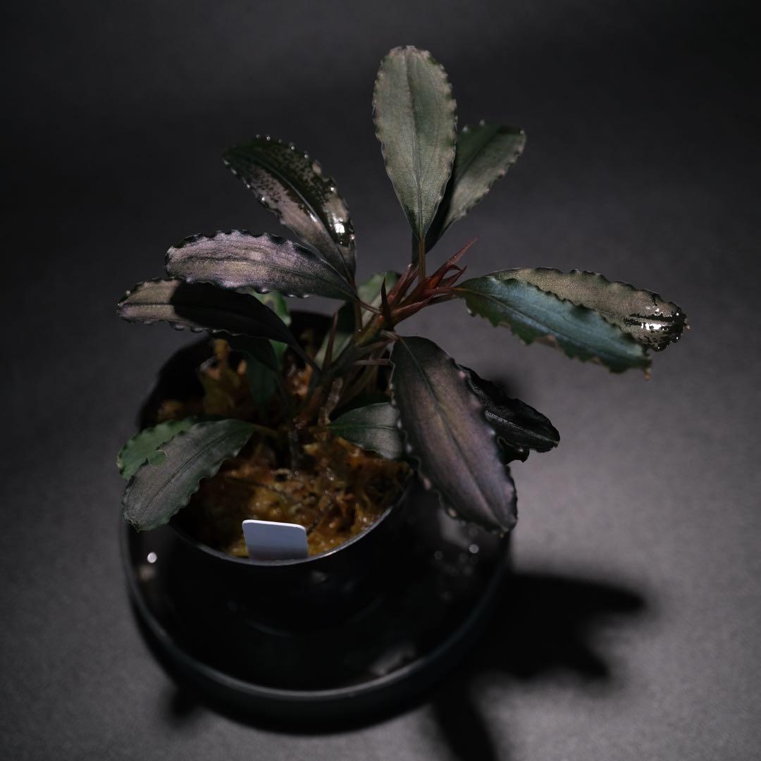 IZUさん　Bucephalandra sp. Motleyana