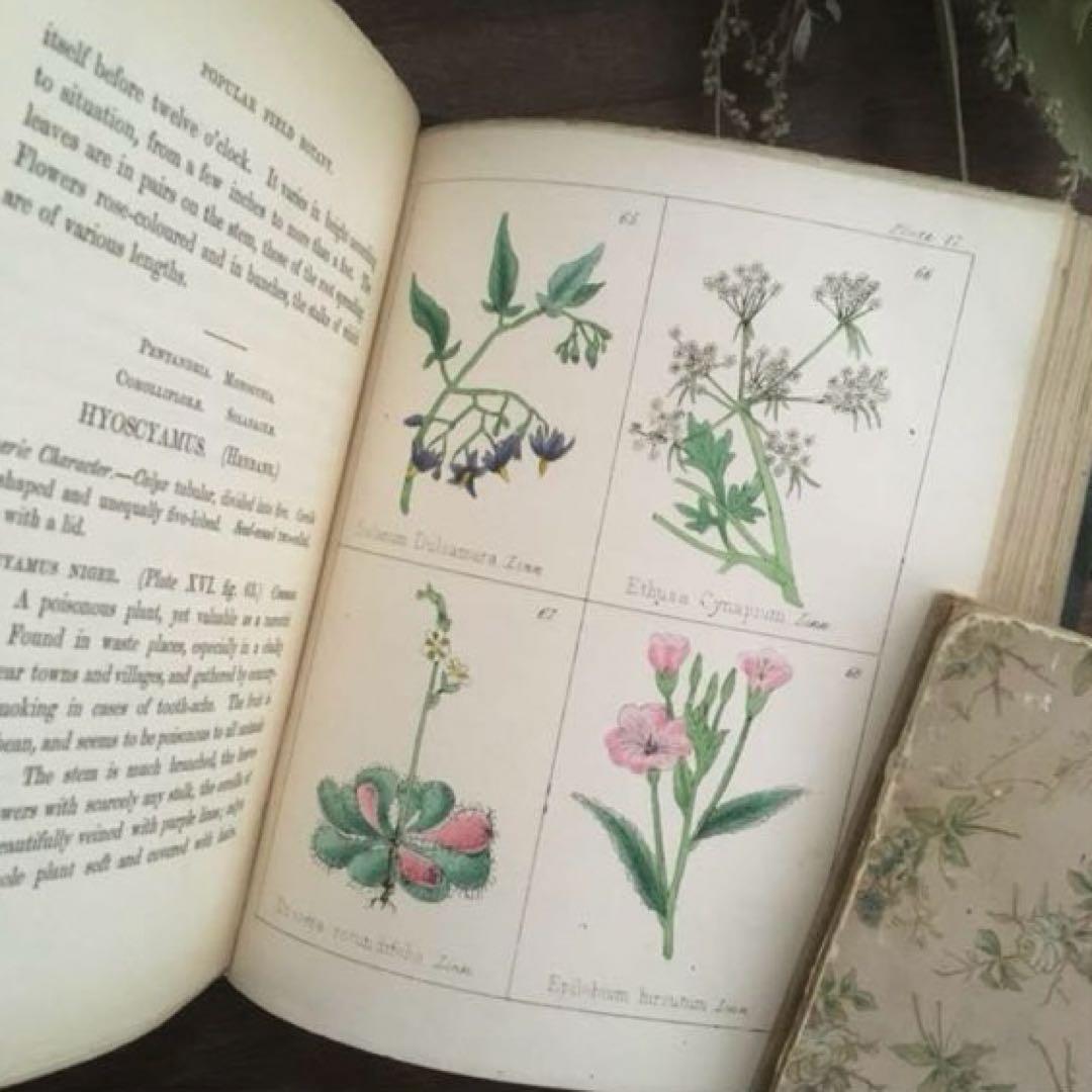 L833洋書古書 【1852年発行】大変希少なイギリスのアンティーク植物図鑑