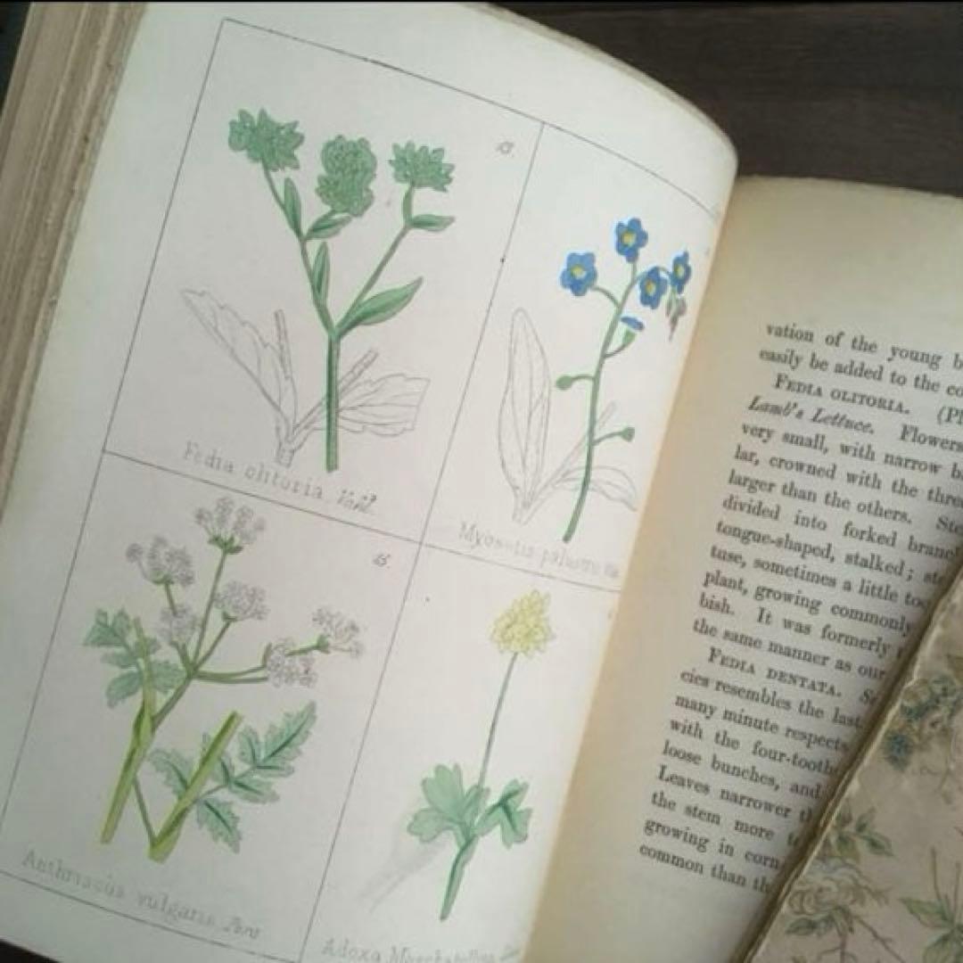 L833洋書古書 【1852年発行】大変希少なイギリスのアンティーク植物図鑑