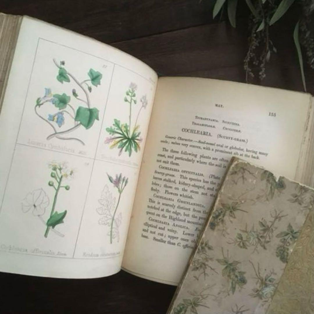 L833洋書古書 【1852年発行】大変希少なイギリスのアンティーク植物図鑑