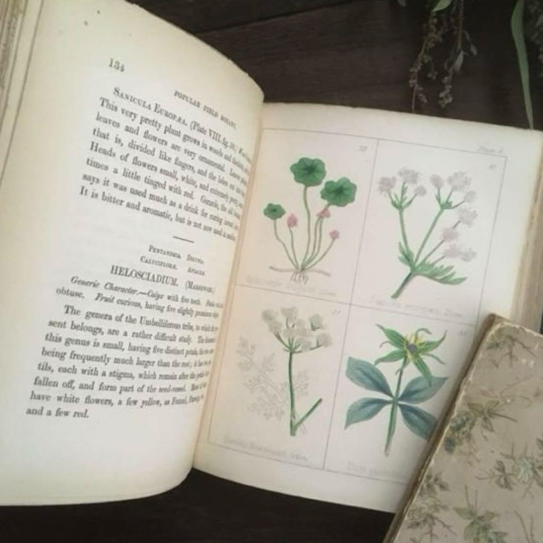 L833洋書古書 【1852年発行】大変希少なイギリスのアンティーク植物図鑑