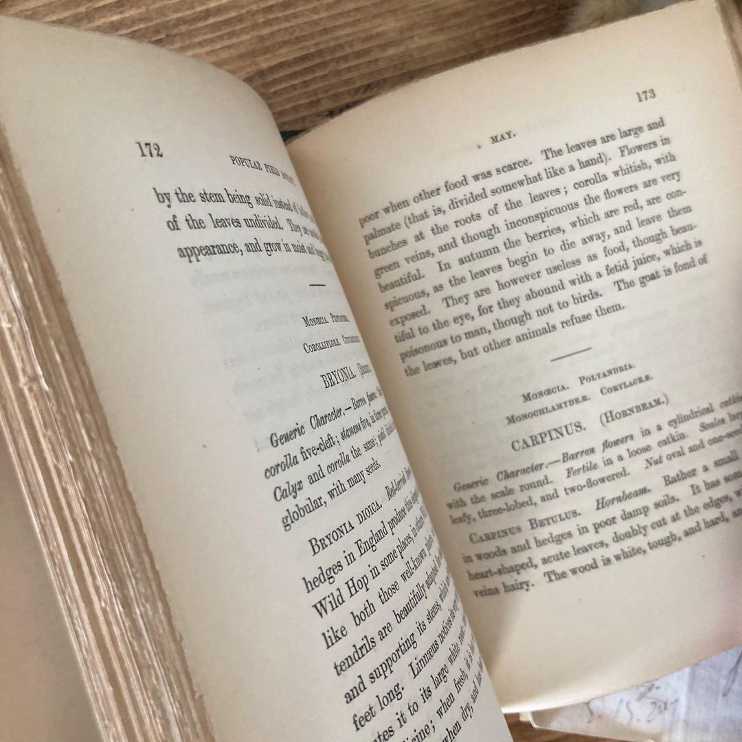 L833洋書古書 【1852年発行】大変希少なイギリスのアンティーク植物図鑑