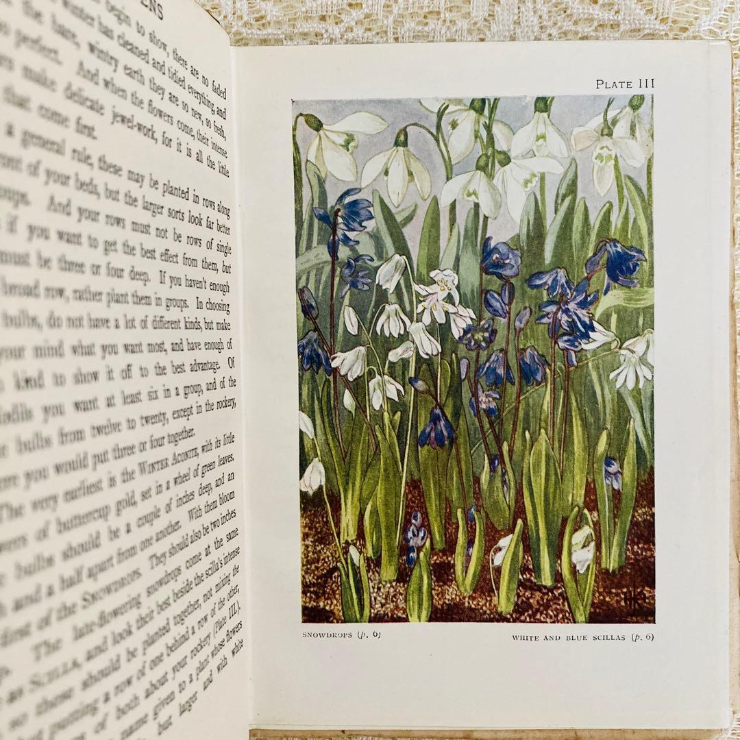 洋書　古書　希少　イギリスのアンティーク植物図鑑　色鮮やかで美しいカラー図版♡
