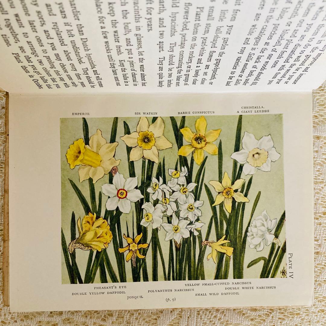 洋書　古書　希少　イギリスのアンティーク植物図鑑　色鮮やかで美しいカラー図版♡