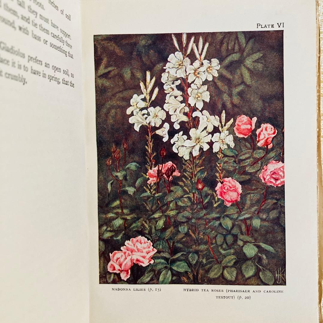 洋書　古書　希少　イギリスのアンティーク植物図鑑　色鮮やかで美しいカラー図版♡