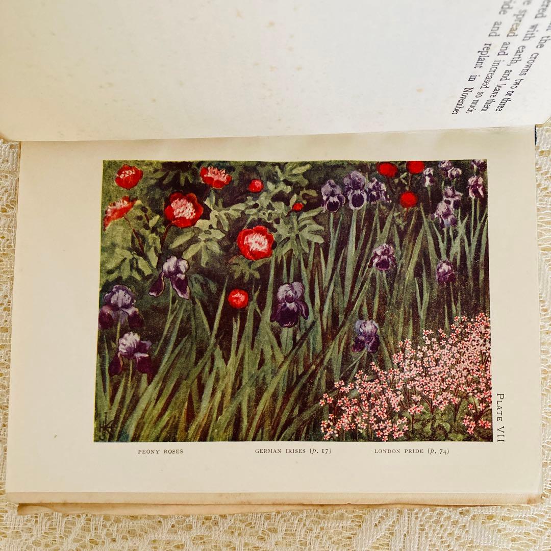 洋書　古書　希少　イギリスのアンティーク植物図鑑　色鮮やかで美しいカラー図版♡