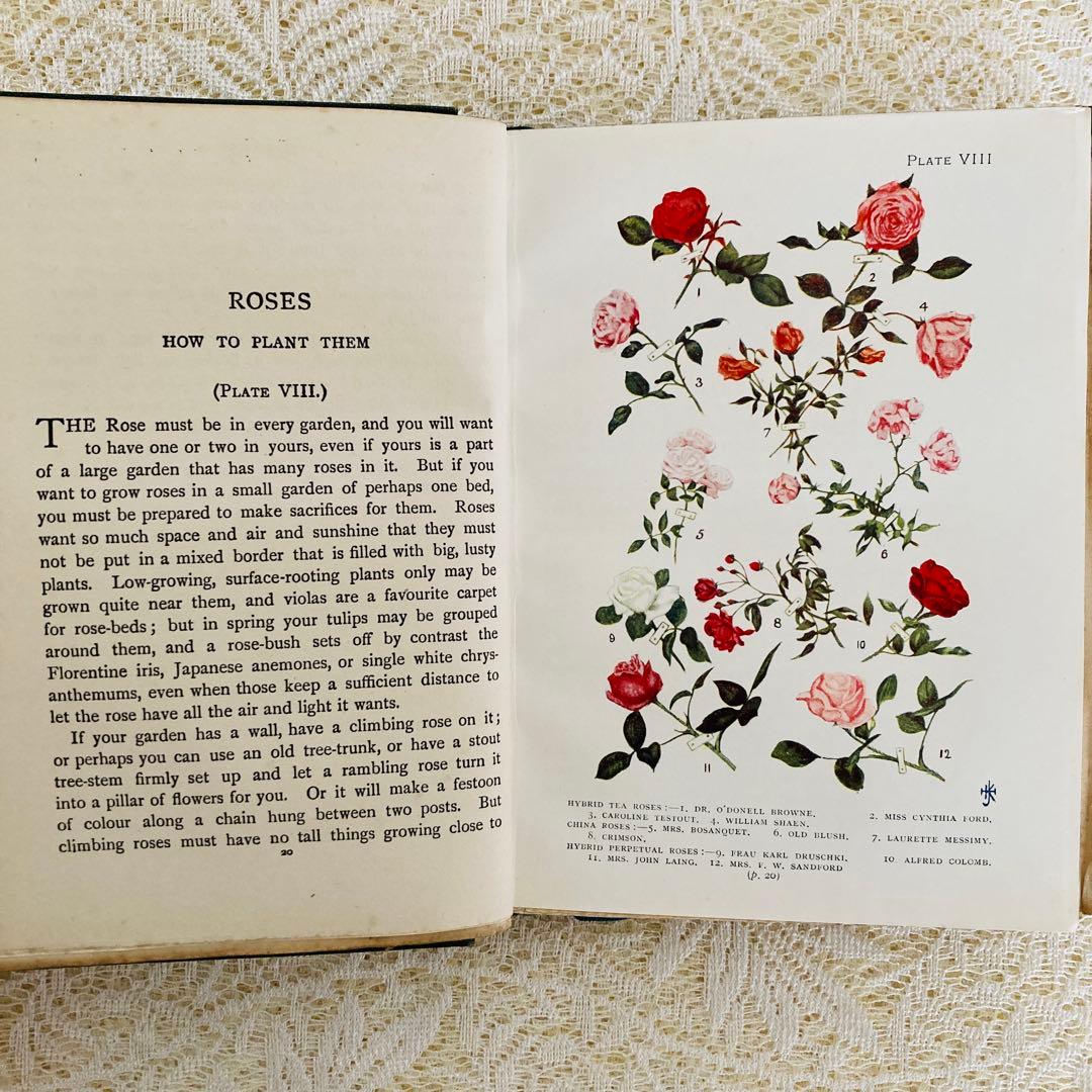 洋書　古書　希少　イギリスのアンティーク植物図鑑　色鮮やかで美しいカラー図版♡
