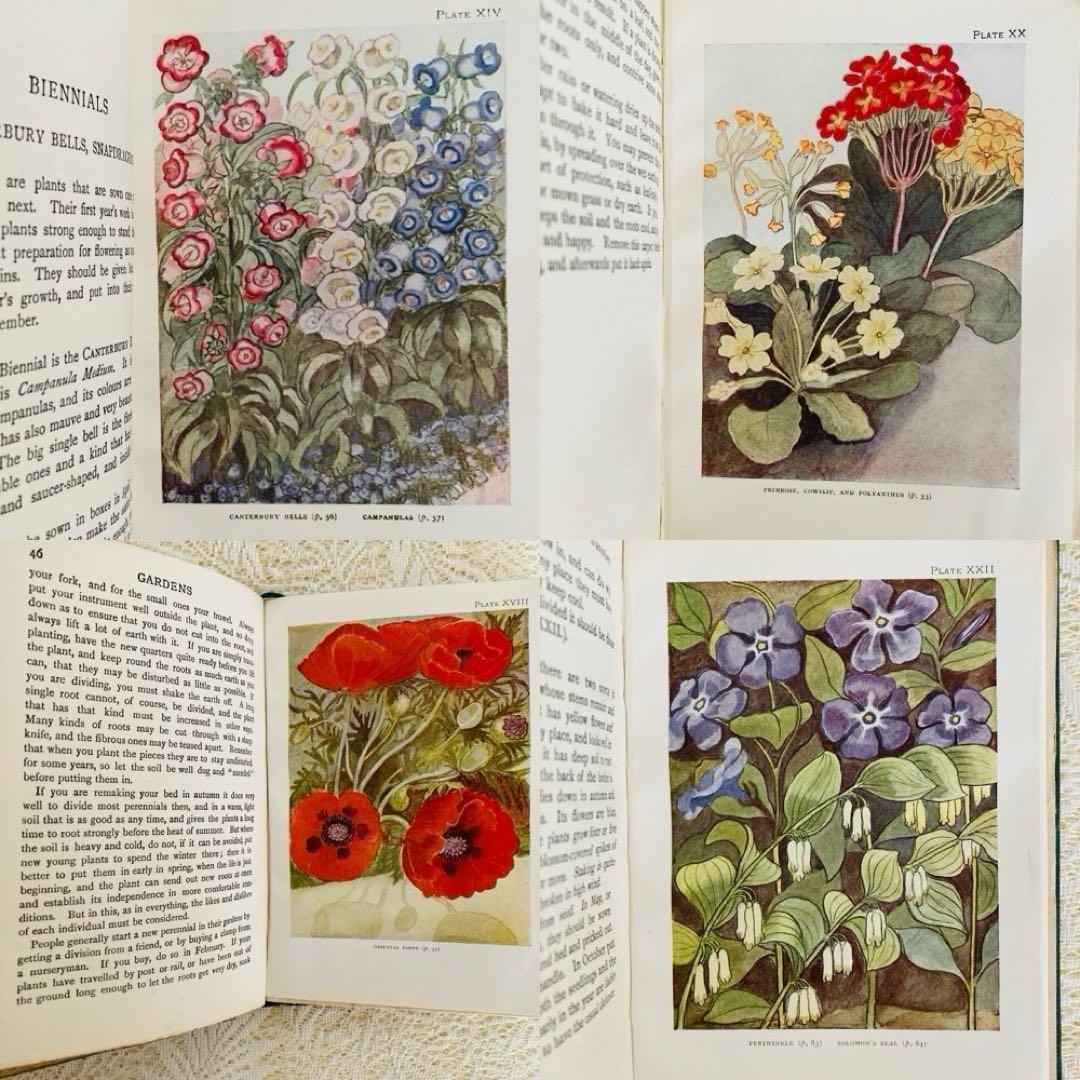 洋書　古書　希少　イギリスのアンティーク植物図鑑　色鮮やかで美しいカラー図版♡