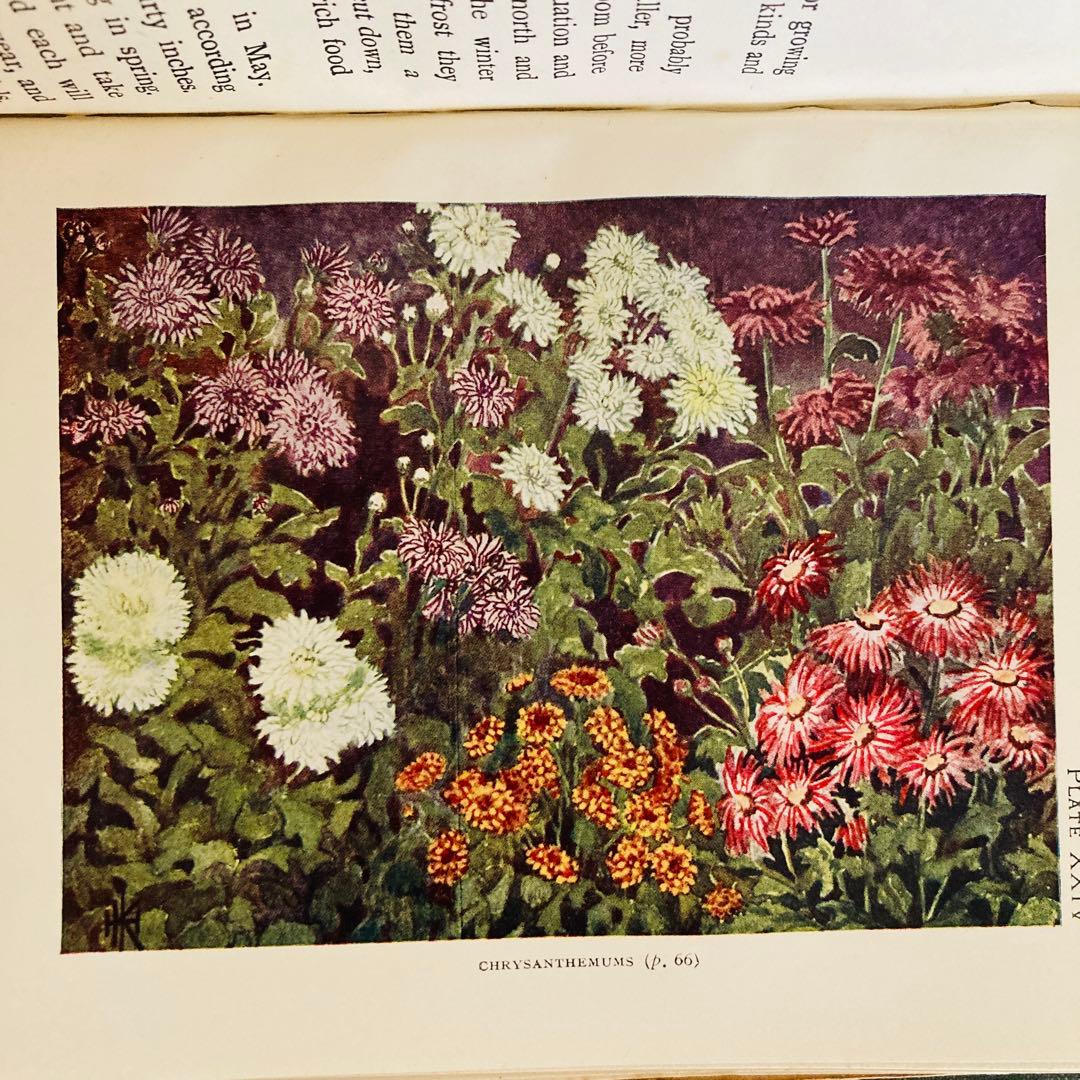 洋書　古書　希少　イギリスのアンティーク植物図鑑　色鮮やかで美しいカラー図版♡