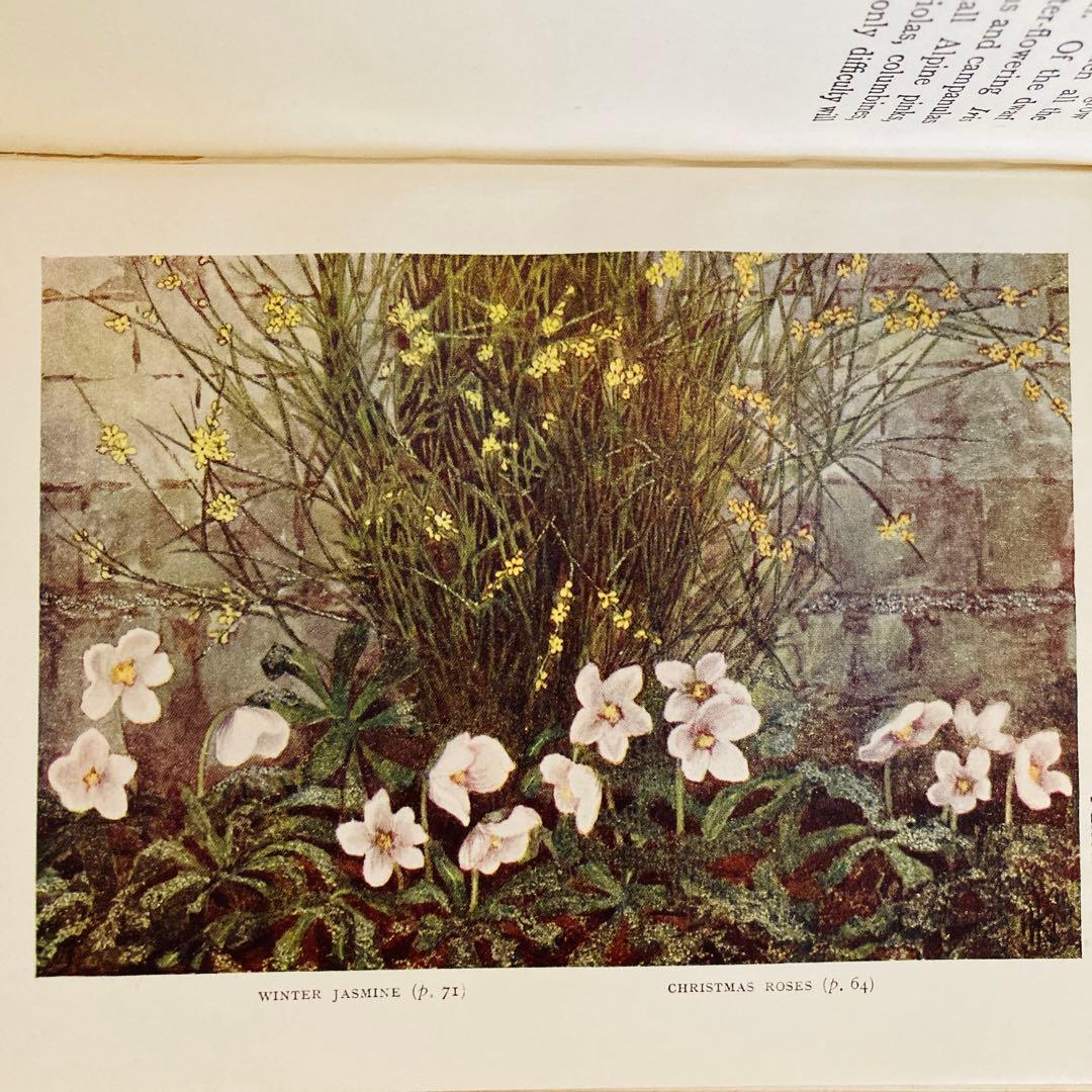 洋書　古書　希少　イギリスのアンティーク植物図鑑　色鮮やかで美しいカラー図版♡
