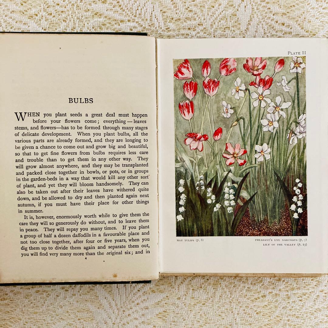 洋書　古書　希少　イギリスのアンティーク植物図鑑　色鮮やかで美しいカラー図版♡