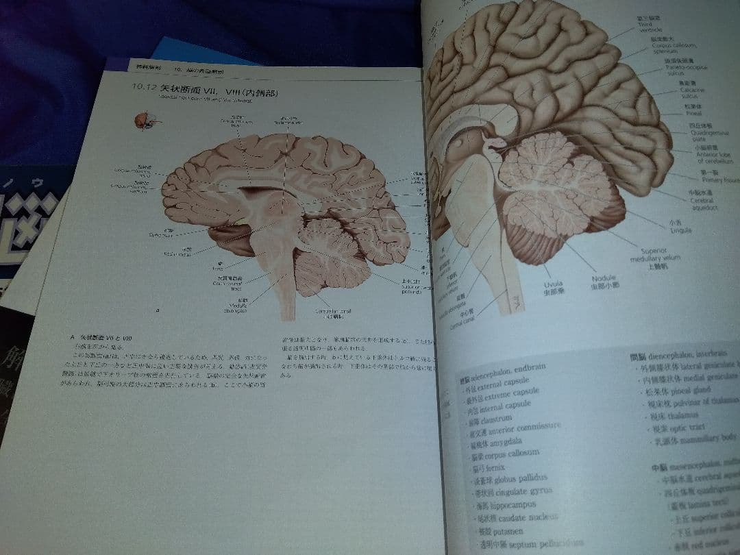 プロメテウス解剖学アトラス 解剖学総論/運動器系 他４冊セット